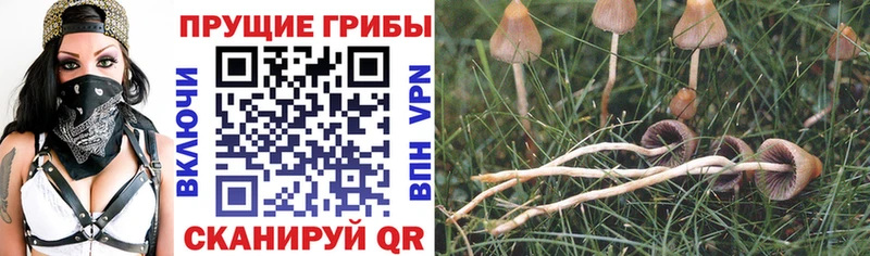 где продают наркотики  Константиновск  мега как зайти  Галлюциногенные грибы MAGIC MUSHROOMS 
